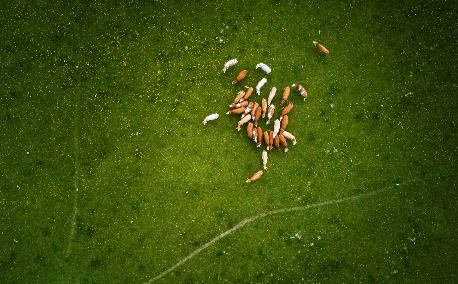 Aerial view of grazing land