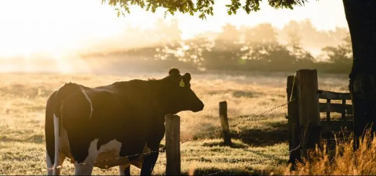 Cattle in a rural landscape