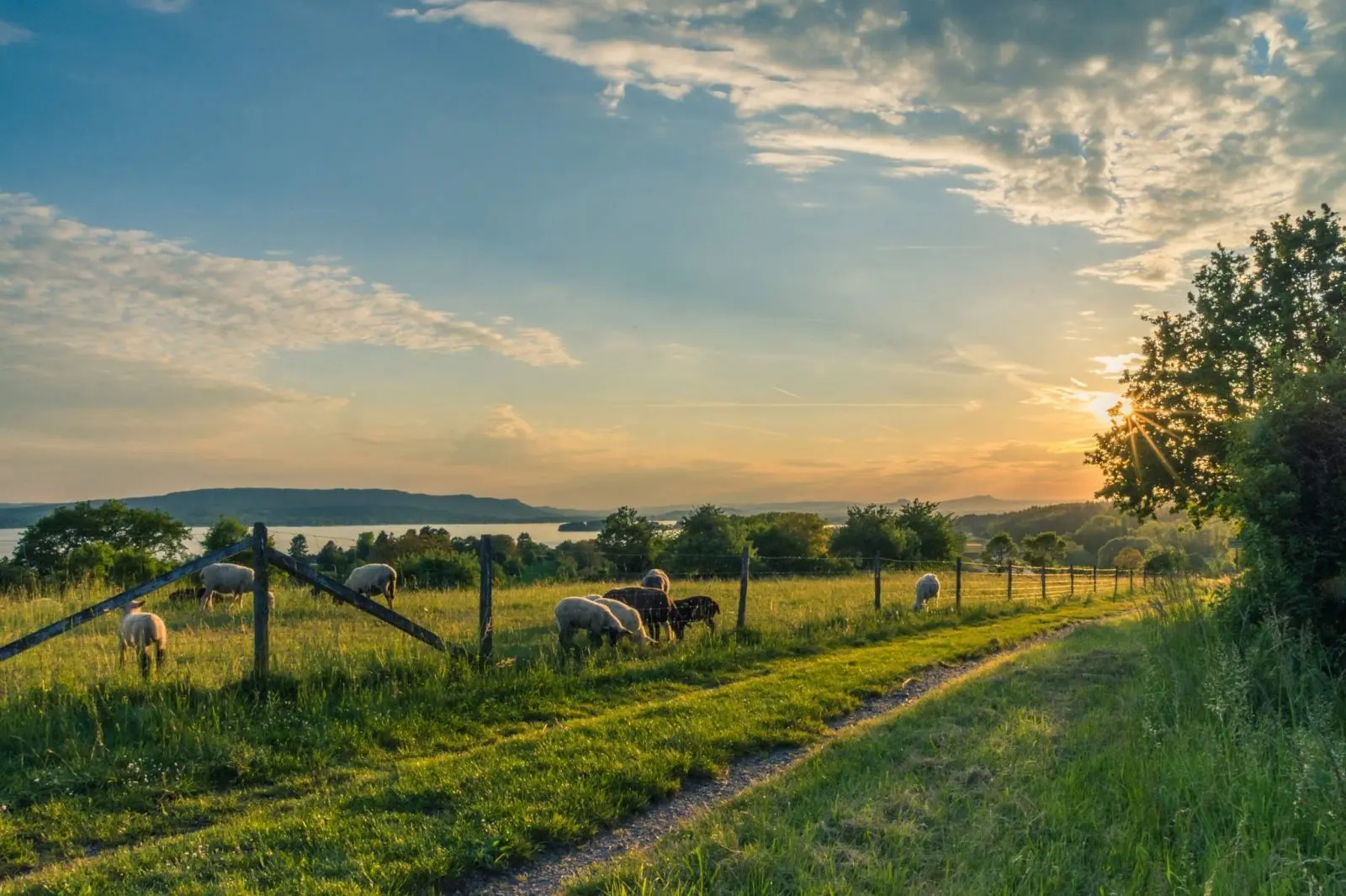 Pasture at dawn