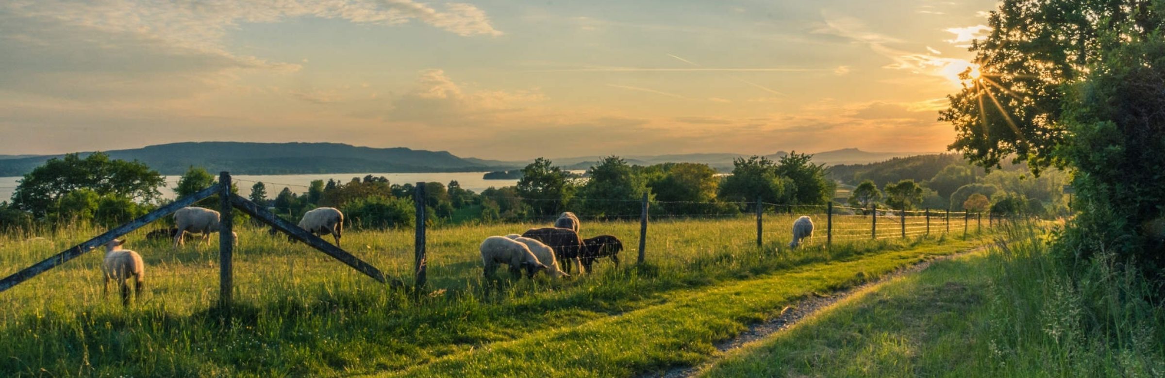 Sheep grazing in a sunlit pasture beside a farm track